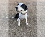 Small #1 Mutt