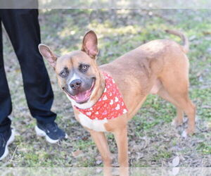Leo - Male Labrador Retriever-Unknown Mix Dog for Adoption - Photo #3