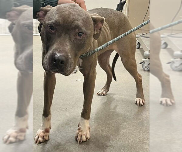 Medium Photo #1 Mutt Puppy For Sale in Forestville, MD, USA