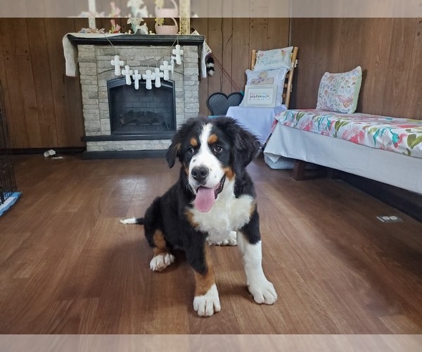Medium Photo #10 Bernese Mountain Dog Puppy For Sale in PEYTON, CO, USA