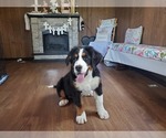 Small #9 Bernese Mountain Dog