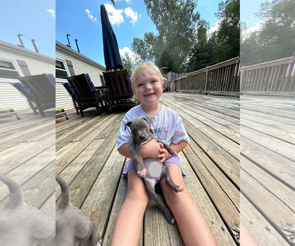 Medium Photo #2 American Pit Bull Terrier-American Staffordshire Terrier Mix Puppy For Sale in Belleville, MI, USA