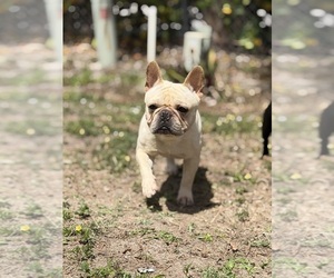 French Bulldog Puppy for sale in NAPLES, FL, USA