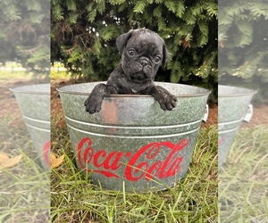 Pug Puppy for sale in MIDDLEBURY, IN, USA