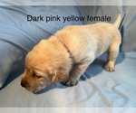 Small #4 Labrador Retriever
