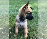 Small Photo #9 Belgian Malinois Puppy For Sale in FAIRPLAY, MD, USA