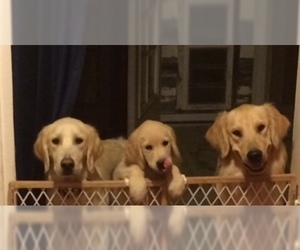 Mother of the Golden Retriever puppies born on 03/17/2019