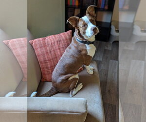 Penelope - Female Rat Terrier-Unknown Mix Dog for Adoption - Photo #15