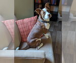Small #14 Rat Terrier Mix