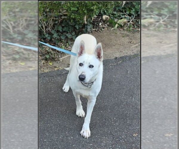 Medium Photo #20 Bull Terrier-Siberian Husky Mix Puppy For Sale in Winston Salem, NC, USA