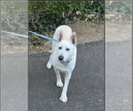 Small #19 Bull Terrier-Siberian Husky Mix