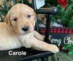 Puppy Carole Golden Retriever