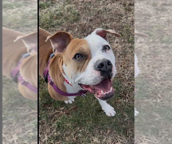 Medium Photo #6 American Bulldog-American Staffordshire Terrier Mix Puppy For Sale in Lawrenceville, NJ, USA