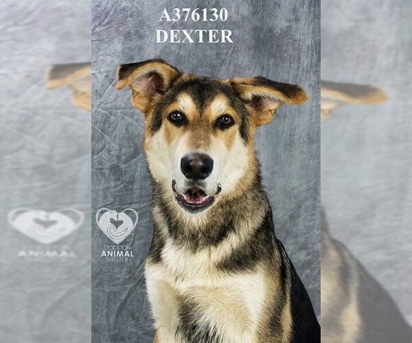 Medium Photo #1 German Shepherd Dog-Unknown Mix Puppy For Sale in Stockton, CA, USA