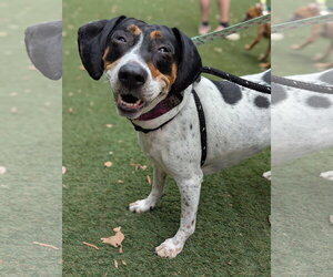 Liliana - Female American Foxhound-Beagle Mix Dog for Adoption - Photo #3