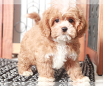 Small #1 Shih-Poo