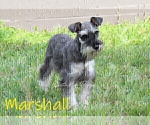 Medium Photo #1 Schnauzer (Miniature) Puppy For Sale in DENVER, PA, USA
