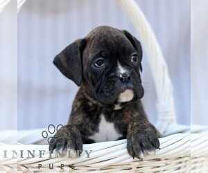 Boxer Puppy for sale in GORDONVILLE, PA, USA