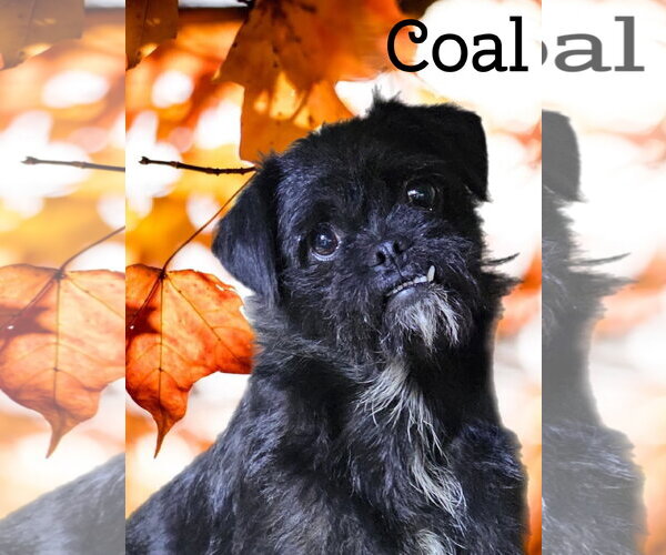 Medium Photo #4 Pugairn Puppy For Sale in Phelan, CA, USA