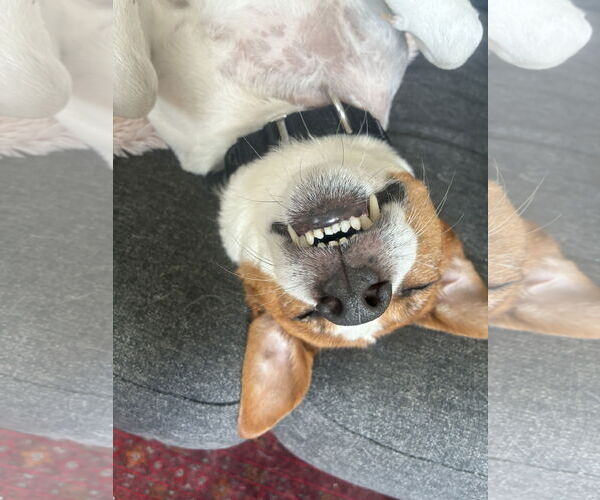 Medium Photo #62 Mutt Puppy For Sale in Philadelphia, PA, USA