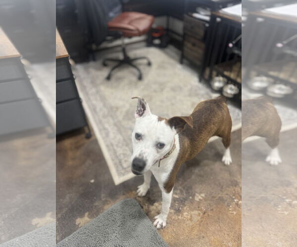 Medium Photo #1 American Pit Bull Terrier-Unknown Mix Puppy For Sale in Corning, AR, USA