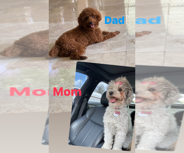 Medium Photo #1 Poodle (Toy) Puppy For Sale in HIALEAH, FL, USA