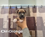 Puppy Orange American Bully