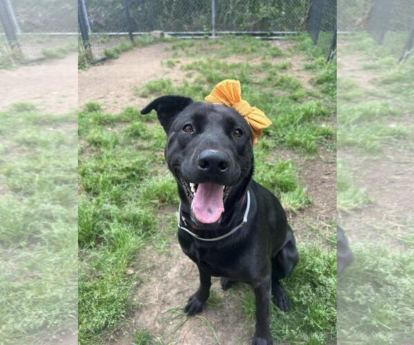Medium Photo #1 Labrador Retriever-Unknown Mix Puppy For Sale in Coldwater, MI, USA