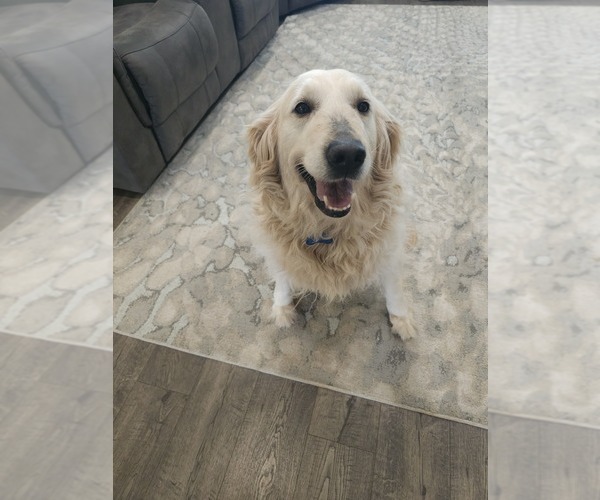 Medium Photo #2 Golden Retriever Puppy For Sale in ELVERTA, CA, USA