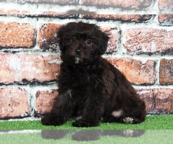 Medium Photo #2 YorkiePoo Puppy For Sale in BEL AIR, MD, USA