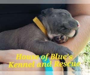 American Pit Bull Terrier Puppy for Sale in DELAWARE, Ohio USA
