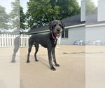 Small #5 Labrador Retriever