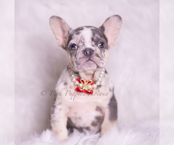 Medium Photo #1 French Bulldog Puppy For Sale in WARSAW, IN, USA