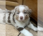 Small Photo #1 Miniature Australian Shepherd Puppy For Sale in WOOSTER, OH, USA