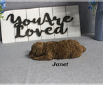 Small #2 Poodle (Toy)