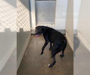 Labrador Retriever-Unknown Mix Dogs for adoption in Temple, TX, USA