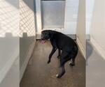 BAKU - Male Labrador Retriever-Unknown Mix Dog for Adoption - Small photo