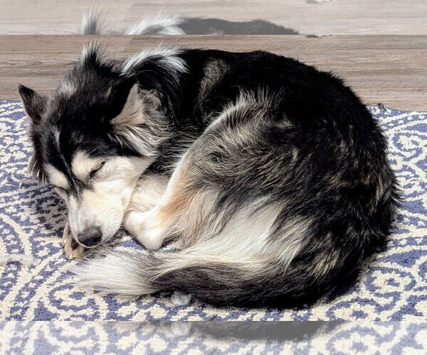 Medium Photo #14 American Eskimo Dog-Huskies  Mix Puppy For Sale in Oakhurst, NJ, USA