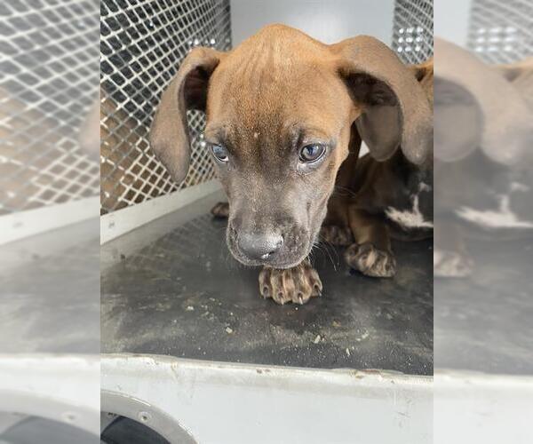 Medium Photo #1 Boxer Puppy For Sale in Bakersfield, CA, USA