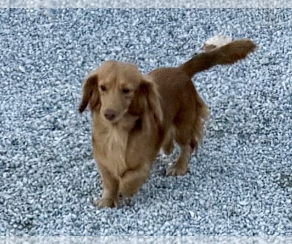 Medium Photo #1 Dachshund Puppy For Sale in CASSVILLE, MO, USA