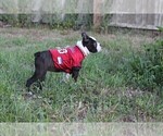 Small #6 Boston Terrier