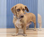 Small #2 Dachshund Mix