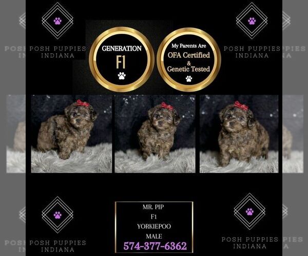 Medium Photo #7 Yorkipoo Puppy For Sale in WARSAW, IN, USA