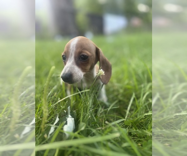 Medium Photo #1 Dachshund Puppy For Sale in WATERFORD, MI, USA