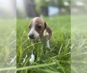 Dachshund Puppy for sale in WATERFORD, MI, USA