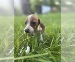 Small Dachshund