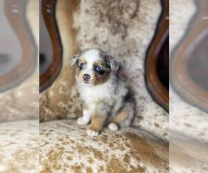 Miniature Australian Shepherd Puppy for sale in GATES, NC, USA