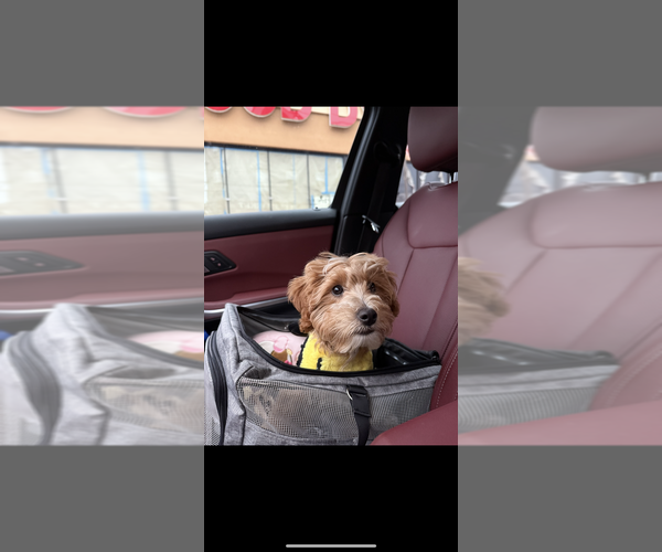 Medium Photo #9 Goldendoodle (Miniature) Puppy For Sale in STATEN ISLAND, NY, USA