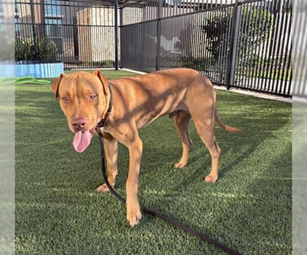 Medium Photo #2 Labrador Retriever Puppy For Sale in Baytown, TX, USA
