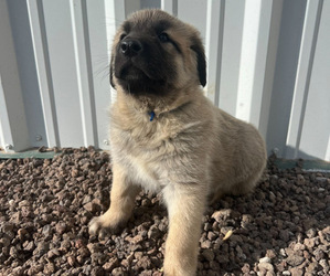 Anatolian Shepherd Puppy for sale in DALHART, TX, USA